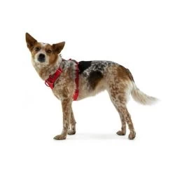 Arnés Ruffwear New Front Range Rojo Para Perros 25 Arnés Ruffwear New Front Range Rojo Para Perros -Perros Gatos Suministros Tienda 146300 accapi hundegeschirr front range harness brustumfang small rot 56 96cm hs 09 6