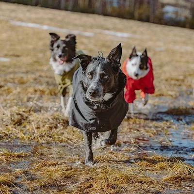 Chubasquero Bare Coal Hurtta Para Perros - Imagen 11