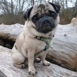 Arnés Max & Molly Donuts Para Perros -Perros Gatos Suministros Tienda 190296 190297 190396 maxnmolly hg eschirr donuts hs 03 2