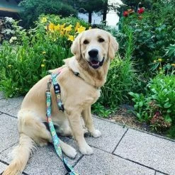 Arnés Max & Molly Donuts Para Perros -Perros Gatos Suministros Tienda 190296 190297 190396 maxnmolly hg eschirr donuts hs 04 1