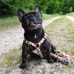 Arnés Max & Molly Watermelon Para Perros -Perros Gatos Suministros Tienda 190413 190414 190703 maxnmolly hg eschirr watermelon hs 03 8