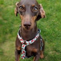 Arnés Max & Molly Watermelon Para Perros -Perros Gatos Suministros Tienda 190413 190414 190703 maxnmolly hg eschirr watermelon hs 04 2