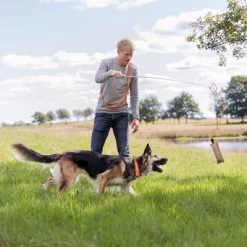 Trixie Caña Estimulante Juguete De Adiestramiento Para Perros -Perros Gatos Suministros Tienda 209093 trixie reizangel hs 05 8