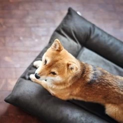 Cama Hunter Bologna Negra Para Perros 17 Cama Hunter Bologna Negra Para Perros -Perros Gatos Suministros Tienda 214699 214700 hunter hundebett bologna schwarz hs 09 2