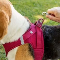 Arnés Curli Vest Clasp Air-Mesh Fucsia Para Perros 10 Arnés Curli Vest Clasp Air-Mesh Fucsia Para Perros -Perros Gatos Suministros Tienda 267496 267304 267305 267306 curli vest geschirr clasp airmesh fuchsia hs 04 9