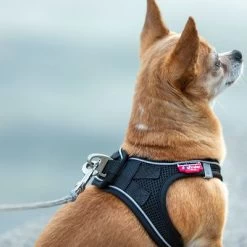 Correa De Bolsillo Curli Ultrarresistente -Perros Gatos Suministros Tienda 267896 267897 ultrastarke taschenleine hs 09 8