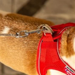 Correa De Bolsillo Curli Ultrarresistente -Perros Gatos Suministros Tienda 267896 267897 ultrastarke taschenleine hs 10 7