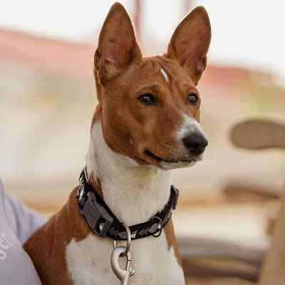 Collar Hurtta Bare Carbón Para Perros 12 Collar Hurtta Bare Carbón Para Perros - Imagen 10