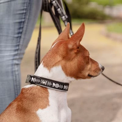 Collar Hurtta Bare Carbón Para Perros 6 Collar Hurtta Bare Carbón Para Perros - Imagen 4