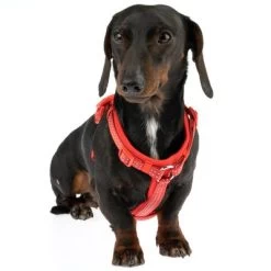 Arnés TIAKI Neoprene Rojo Para Perros -Perros Gatos Suministros Tienda 323397 neoprene geschirr s fg 1487 1