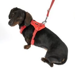 Arnés TIAKI Neoprene Rojo Para Perros -Perros Gatos Suministros Tienda 323397 neoprene geschirr s fg 1498 9