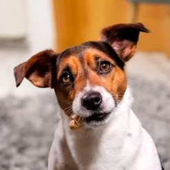 SmartBones Snacks Con Pollo Para Perros Pequeños -Perros Gatos Suministros Tienda 324396 smartbones kausnacks huhn kleinehunde hs 05 3