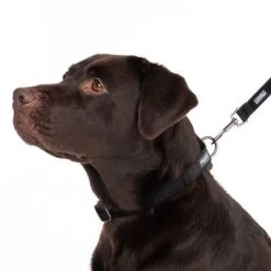 Collar Nomad Tales Blush ébano Para Perros -Perros Gatos Suministros Tienda 324704 blush l fg 7241 2