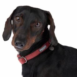 Collar Nomad Tales Blush Vino Para Perros -Perros Gatos Suministros Tienda 324707 blush s fg 7010 1