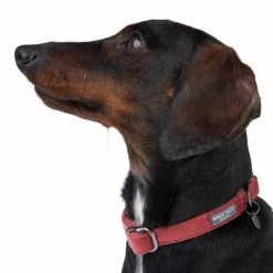 Collar Nomad Tales Blush Vino Para Perros -Perros Gatos Suministros Tienda 324707 blush s fg 7015 6