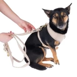 Correa Nomad Tales Calma Arena Para Perros -Perros Gatos Suministros Tienda 324713 calma fg 7805 1