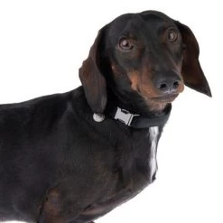 Collar Nomad Tales Blush ébano Para Perros -Perros Gatos Suministros Tienda 324897 blush s fg 7023 5