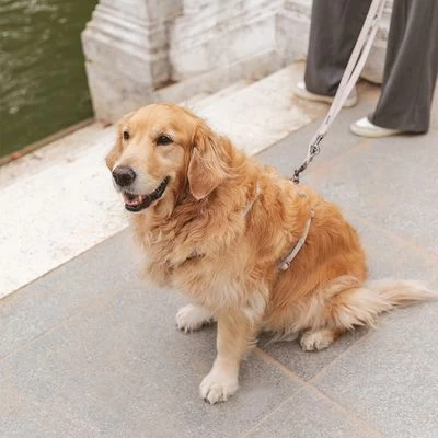 Correa Nomad Tales Blush Beige Topo Para Perros 7 Correa Nomad Tales Blush Beige Topo Para Perros - Imagen 5