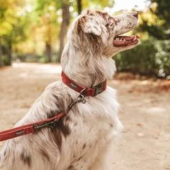 Collar Nomad Tales Blush Vino Para Perros -Perros Gatos Suministros Tienda 325398 324707 325400 325403 325600 325601 nomad tales blush halsband rose hs 08 9