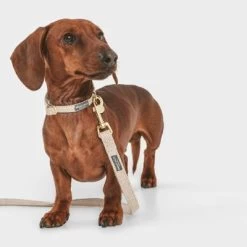 Correa Nomad Tales Calma Arena Para Perros -Perros Gatos Suministros Tienda 326096 nomad tales calma hundeleine sand 120cm 03 3