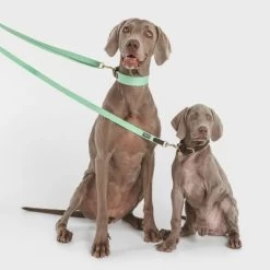 Correa Nomad Tales Bloom Menta Para Perros -Perros Gatos Suministros Tienda 326798 nomad tales bloom halsband mint 02 9