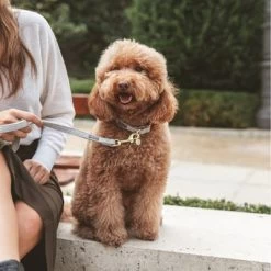 Collar Nomad Tales Calma Piedra Para Perros -Perros Gatos Suministros Tienda 326806 326197 nomad tales calma halsband stone 04 2