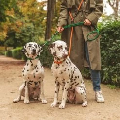 Correa Ajustable Nomad Tales Spirit Pino Para Perros -Perros Gatos Suministros Tienda 329297 nomad tales spirit leine tangerine 05 0