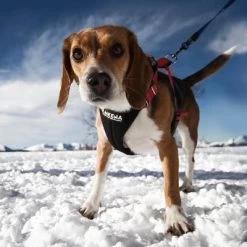 Arnés De Canicross NEEWA Running Rojo Para Perros -Perros Gatos Suministros Tienda 505648 hs neewa running harness rot hund 4