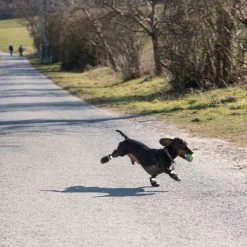 Zapatos Para Perros S & P Boots -Perros Gatos Suministros Tienda 52149 hundeschuhe xs fg 0890 4
