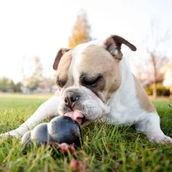 KONG Extreme Juguete Negro Para Perros -Perros Gatos Suministros Tienda 74319 kongextremeschwarz hs 05 5