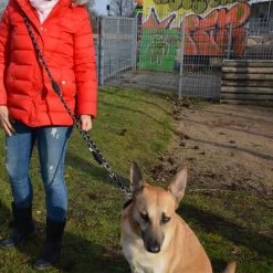 Julius K9 Correa Ajustable Julius-K9 IDC® Cordino Para Perros 14 Julius K9 Correa Ajustable Julius-K9 IDC® Cordino Para Perros -Perros Gatos Suministros Tienda 89698 juliusk9 idcadjustableropeleash hs 11 2