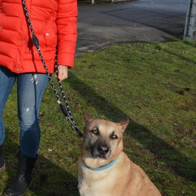 Julius K9 Correa Ajustable Julius-K9 IDC® Cordino Para Perros 4 Julius K9 Correa Ajustable Julius-K9 IDC® Cordino Para Perros - Imagen 2