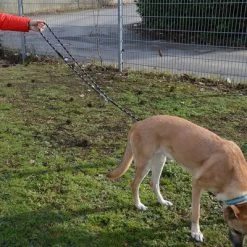 Julius K9 Correa Ajustable Julius-K9 IDC® Cordino Para Perros 17 Julius K9 Correa Ajustable Julius-K9 IDC® Cordino Para Perros -Perros Gatos Suministros Tienda 89698 juliusk9 idcadjustableropeleash hs 13 2