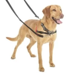 Correa Halti Para El Adiestramiento De Perros -Perros Gatos Suministros Tienda 94508 coa halti trainingsleine hs3 8