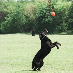 Chuckit! Rope Fetch Pelota Con Cuerda Para Perros 10 Chuckit! Rope Fetch Pelota Con Cuerda Para Perros -Perros Gatos Suministros Tienda 99704 petmate chuckit rope fetch hs 05 8