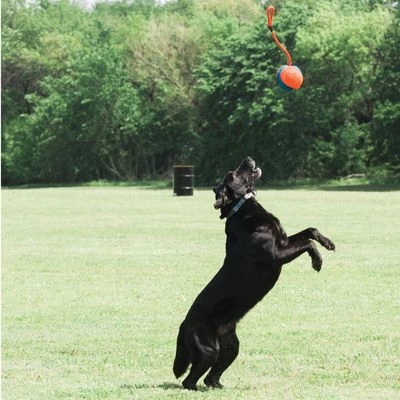 Chuckit! Rope Fetch Pelota Con Cuerda Para Perros 5 Chuckit! Rope Fetch Pelota Con Cuerda Para Perros - Imagen 3