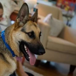 Puerta Extreme Weather Para Mascotas De Petsafe -Perros Gatos Suministros Tienda petsafe hundeklappe extremeweather hs 03 1