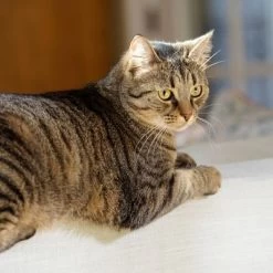 Puerta Extreme Weather Para Mascotas De Petsafe -Perros Gatos Suministros Tienda petsafe hundeklappe extremeweather hs 03 3