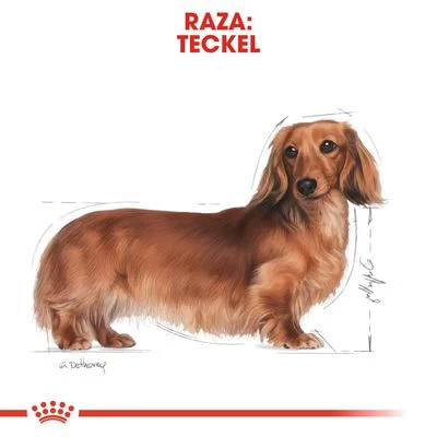Royal Canin Breed Teckel Mousse - Imagen 5