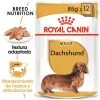 Royal Canin Breed Teckel Mousse -Perros Gatos Suministros Tienda rc bhn wet dachshund mv eretailkit es es 1 2