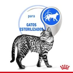 Royal Canin Indoor Sterilised En Gelatina -Perros Gatos Suministros Tienda rc spt wet indsterjelly cv 2 es es 9