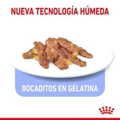 Royal Canin Indoor Sterilised En Gelatina -Perros Gatos Suministros Tienda rc spt wet indsterjelly cv 3 es es 9
